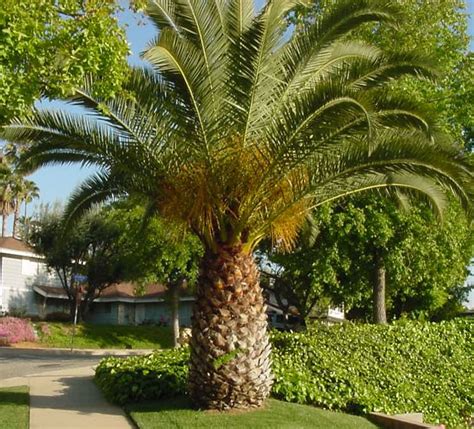 Tall Plants That Look Like Palm Trees Penney Wallen