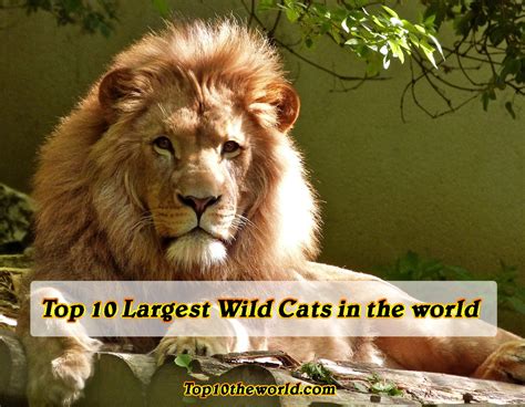 Top 10 Largest Wild Cats In The World