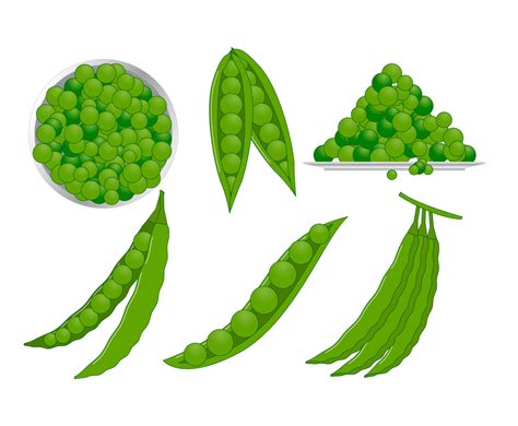 Green Peas Vector Vector Art And Graphics