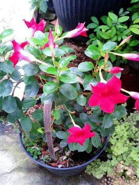 Pemilik flower sign bunga matahari adalah seorang yang cenderung menjadi pusat perhatian, pemimpin yang hangat dan terbuka. 65+ Sketsa Gambar Bunga Matahari Dalam Pot Terbaik - Top ...