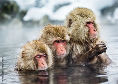 Group Of Japanese Macaques Sitting In Water In A Hot Spring Japan
