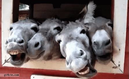 Share a gif and browse these related gif searches. The Popular Donkey GIFs Everyone's Sharing