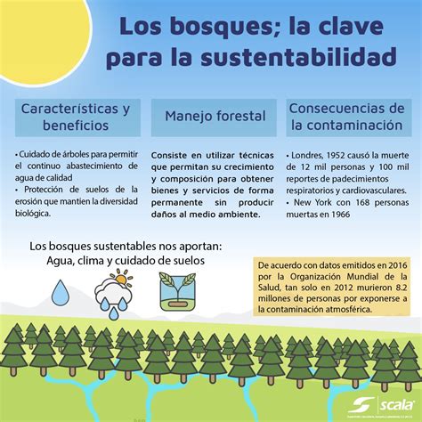 El Manejo Consciente Y Responsable De Bosques En México Es
