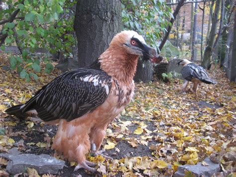 Een lammergier heeft een botsing met een windmolen bij wieringerwerf niet overleefd. Bearded Vulture / Orlosup bradatý | www.google.cz/search ...