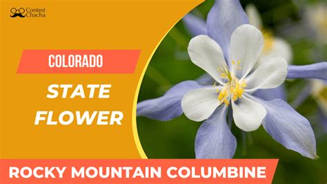 Colorado State Flower Rocky Mountain Columbine Contest Chacha