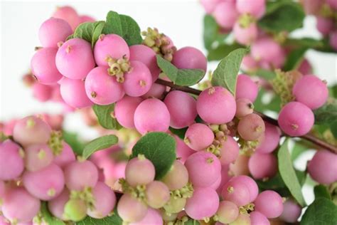 Snowberry Spray Pink Misc Flowers Flowers And Fillers Flowers By