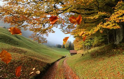 Wallpaper Autumn Leaves Trees Landscape Branches Nature Fog
