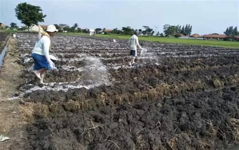 Manfaat Kapur Dolomit Untuk Tanaman Apa Saja Tani Untung