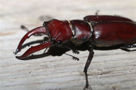 Maryland Biodiversity Project Giant Stag Beetle Lucanus Elaphus