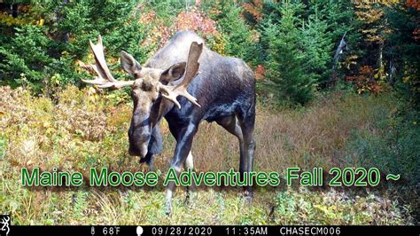 Maine Moose Adventures Fall 2020 ~ Youtube