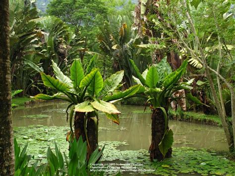 Maybe you would like to learn more about one of these? Garden Answers - Plant Identification App | Dream backyard ...