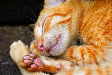 New Jersey Could Be The First State To Ban Declawing Cats Land Of Cats