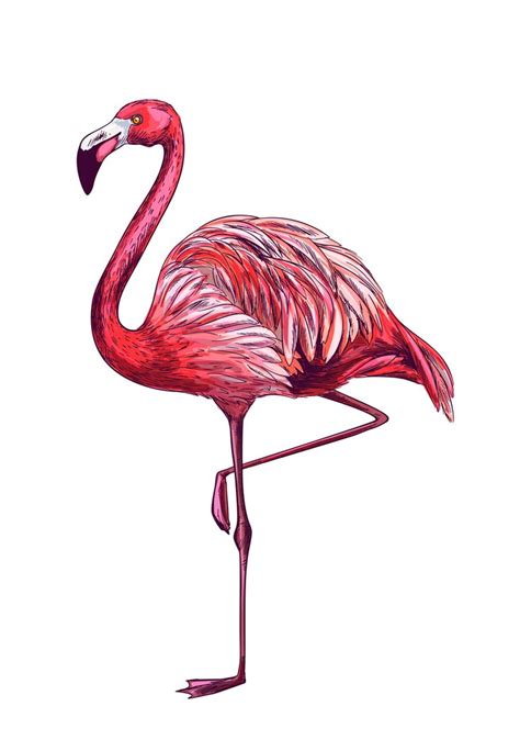Standing Flamingo On White Bg Full Color Sketch Hand Drawn Vector