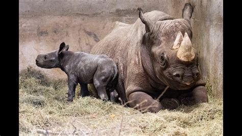 Black Rhino Birth Youtube