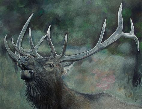 A bull will defend his harem of 20 cows or more from competing bulls and female elk have a short estrus cycle of only a day or two, and matings usually involve a dozen or more attempts. Bull Elk Drawing Painting by Janet Pancho Gupta