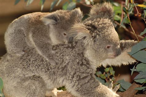 Koala Baby And Mom Photograph By John Chellman Fine Art America
