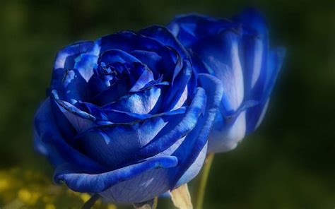 Foto Bunga Mawar Biru Terbaru