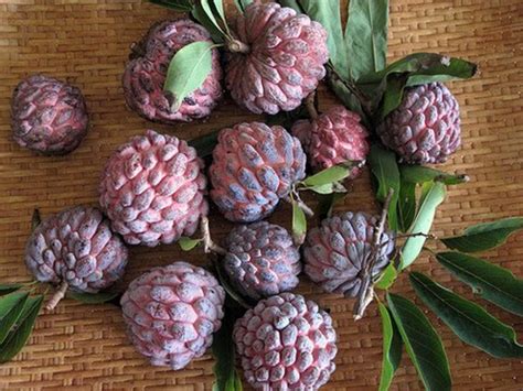 Uses and Health Benefits of Sweetsop or Sugar Apple Fruit Trees | HubPages