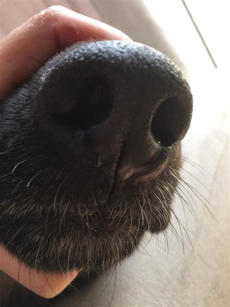 Scarring On The Nose German Shepherd Dog Forums