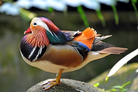 See more ideas about duck scarves, hijab, hijab fashion. "Mandarin Duck, Singapore. (2)" by Ralph de Zilva | Redbubble
