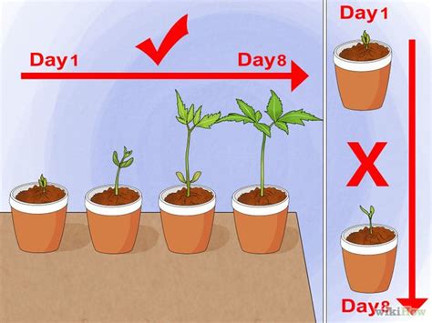If sunflowers aren't pollinated by insects in the normal way, they can pollinate themselves. How to Grow a Sunflower in a Pot | Growing sunflowers ...