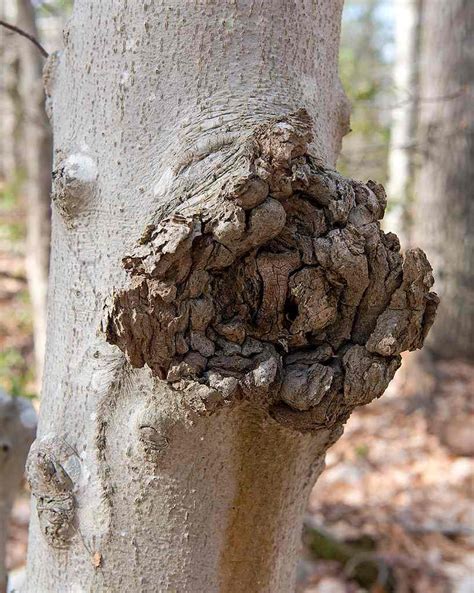 Arborists Work To Slow The Spread Of Beech Bark Disease