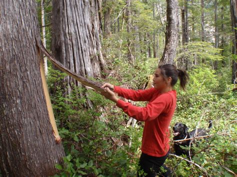 Successful Indigenous Industry Partnerships In The Forest Sector The