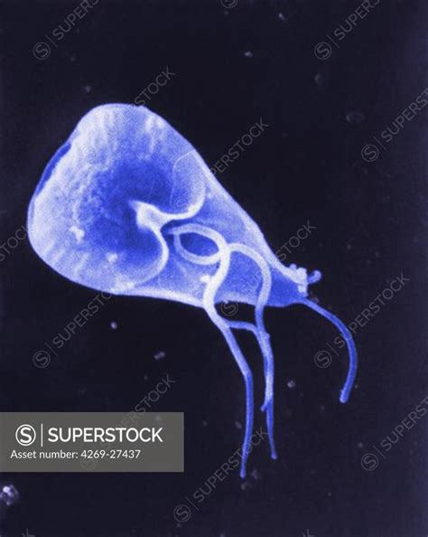 giardia lamblia scanning electron micrograph sem of giardia lamblia this one celled