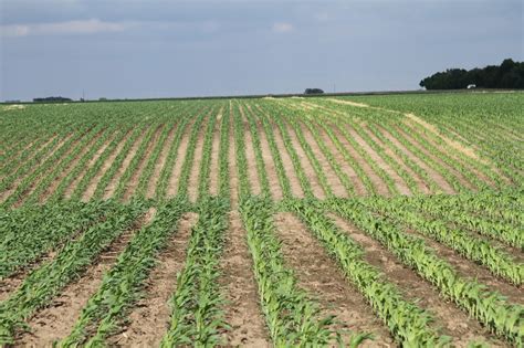 Nebraska Corn Kernels Where Are Nebraskas Farm Real Estate Values