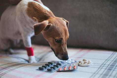 If you are like us then you must be sick and tired of paying the inflated prices that vets charge for pet meds. Our Top Tips on Giving Your Dog Medication at Home