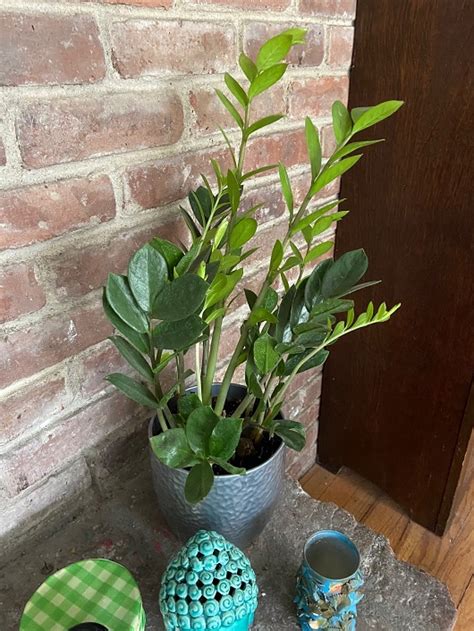 And yet my big spider plant was fine. Great Low-Light Indoor Plants - Luminous-Spaces