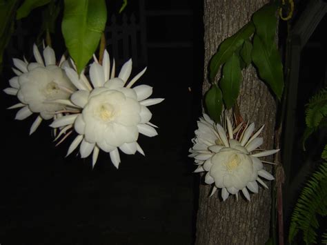 Flowers of night blooming cacti typically bloom at dark and are wilting by morning. Repurposed For Life: Cereus, A Night Blooming Cactus