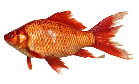 Collection Of Fish Png Pluspng