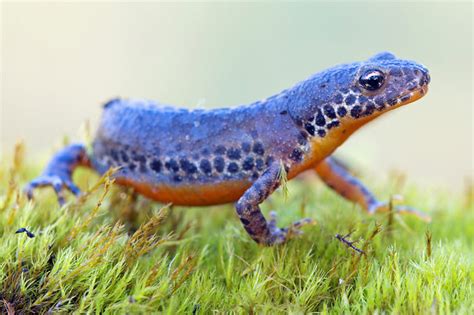 Ich schätze sie war gerade mal 5 cm lang. Amphibien & Reptilien - NABU Rheinland-Pfalz