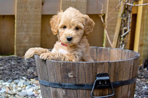 How Much Does A Goldendoodle Cost 2024 Price Guide