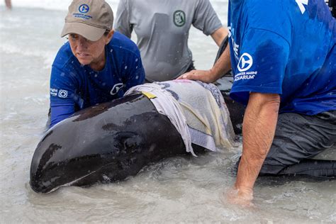 Melon Headed Whale Rescued On Indian Shores