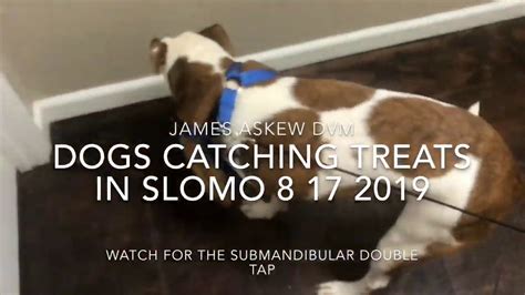 Dogs Catching Treats In Slomo 8 17 2019 Youtube