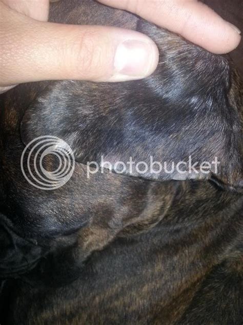 Balddry Spots On Boxer Boxer Forum Boxer Breed Dog Forums