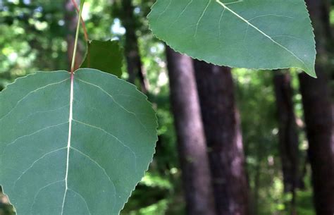 Eastern Cottonwood Populus Deltoides Footsteps In The Forest