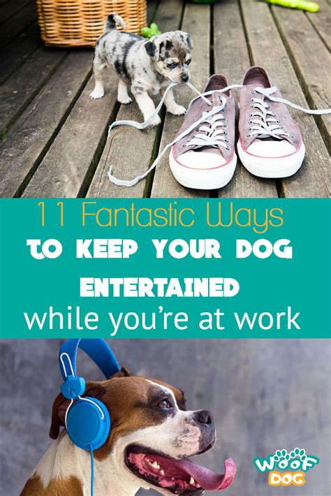 11 Fantastic Ways To Keep Your Dog Entertained While You Are At Work
