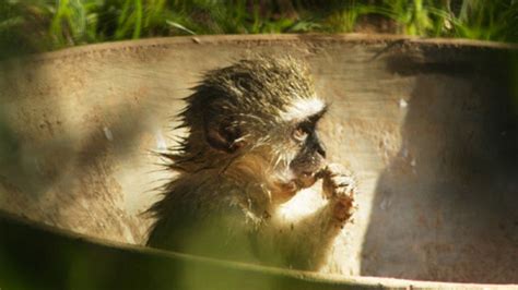 Street Monkeys Photos - Street Monkeys - National Geographic Channel ...