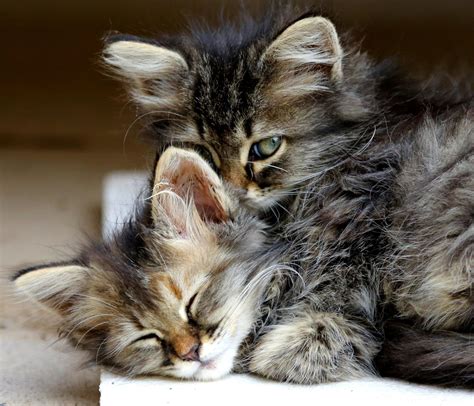 Kitten Cat Animals Hug Sleep Cute Eyes Baby Wallpapers Hd