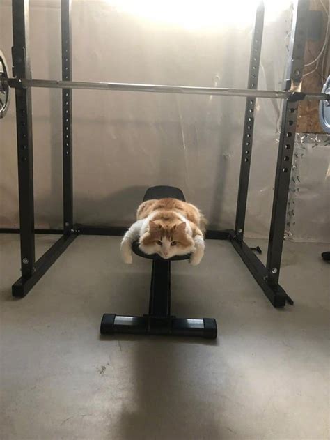 Cat In Gym Raww