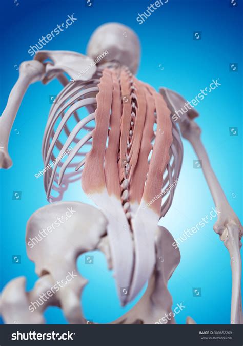 Medically Accurate Illustration Deep Back Muscles Stock Illustration