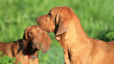 Redbone Coonhound Grooming And Care Mypetcarejoy