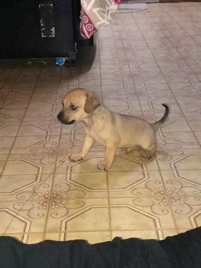 Adopt a rescue dog through petcurious. Puppy adoption for sale in Houston, TX - 5miles: Buy and Sell
