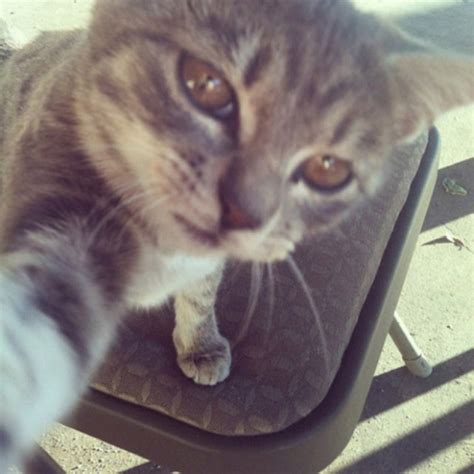 Cats Taking Selfies 21 Pics