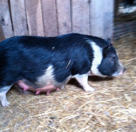 Is My Pot Belly Pig Pregnant Page 4 Backyard Chickens Learn