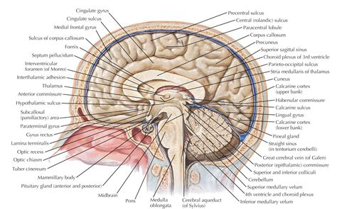 Human Brain Sagittal View