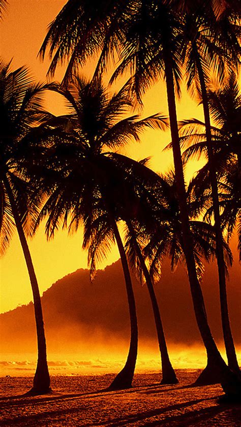 This year, the iphone 13 pro series will be available in four colors: Nature Golden Sunset Palm Beach iPhone Wallpapers Free ...
